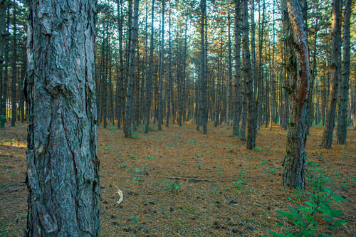 Dense forest